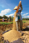 Farming pouring grains