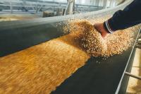 Person's hand feeling grain on conveyer belt