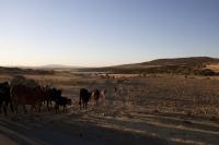 People drive herds of oxen and sheep great distances to water them at this reservoir.