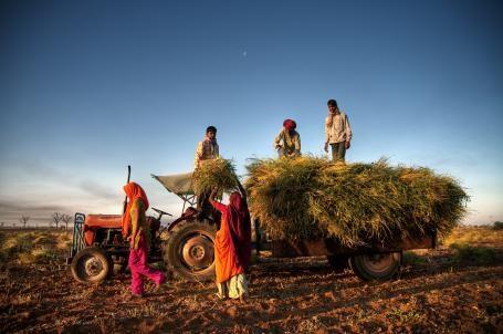 一群农民在印度斋浦尔附近收割农作物。世界各地的小农户越来越容易受到极端天气和其他气候的影响。